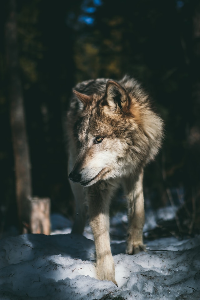 Wolf Photo