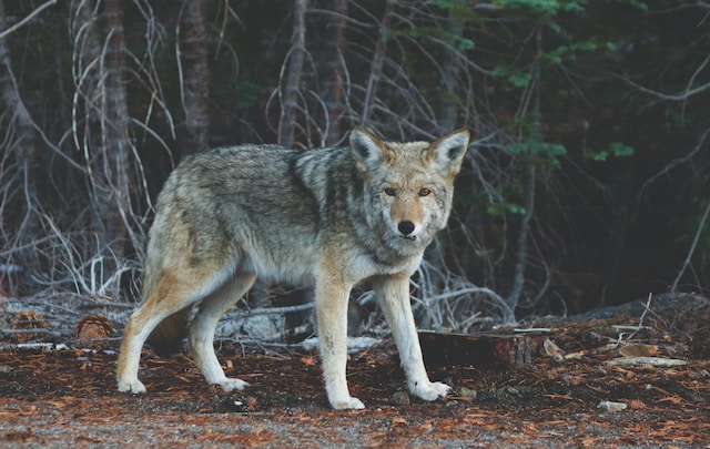 Wolf Photo