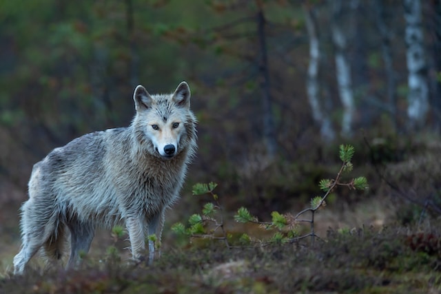 Wolf Photo