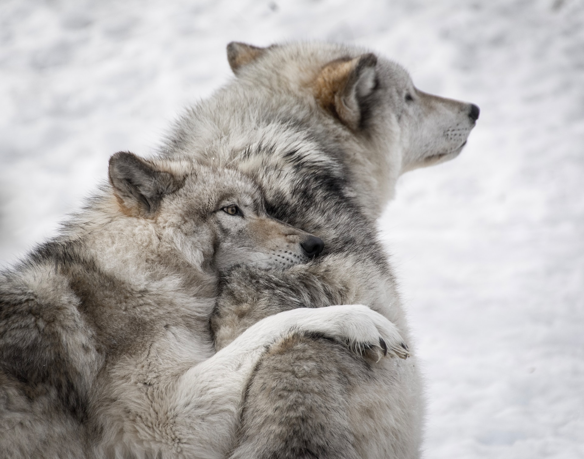 Wolf Photo